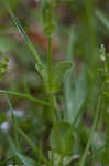 Thymeleaf speedwell